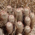 Echinocereus viridiflorus Pokrój