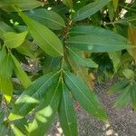 Syzygium jambos Frunză