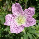 Geranium cinereum Blüte