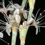 Eriogonum wrightii Kvet