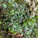 Marchantia polymorpha L.Листок