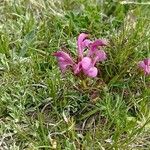 Pedicularis pyrenaica Flor