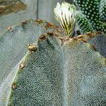 Astrophytum myriostigma 樹皮