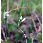 Sisyrinchium albidum Habitus