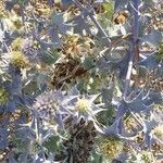 Eryngium maritimum Цвят