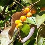 Duranta erecta Mbuma