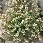 Sedum dasyphyllumFlower