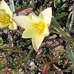 Tulipa clusiana Arall