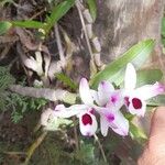 Laelia rubescens Кветка