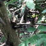 Vachellia collinsii Bark