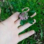 Trifolium pratense Φύλλο