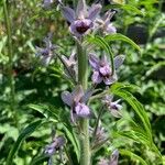 Delphinium staphisagria Kukka