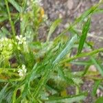 Lepidium virginicum Leaf