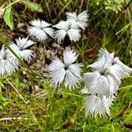 Dianthus spiculifolius Flower