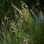 Juncus subnodulosus Habitus