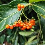 Ehretia cymosa Fruit