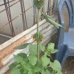 Leonotis nepetifolia (L.) R. Br.Cvet