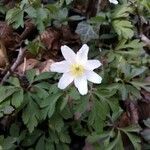 Anemone nemorosaFlower