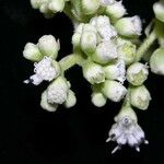 Clibadium surinamense Květ