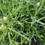 Leucanthemopsis alpina 葉