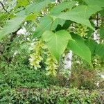 Acer capillipes Fuelha