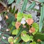 Begonia hirtella Blad