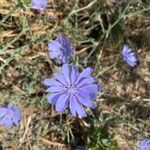 Cichorium pumilumFlor