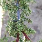 Acacia tortilis Hoja