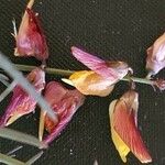 Crotalaria brevidens Kvet