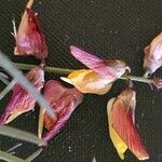 Crotalaria brevidens Fleur