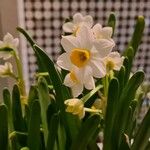 Narcissus tazetta Λουλούδι