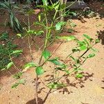 Garcinia intermedia Leaf