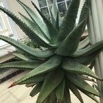 Aloe marlothii Yaprak