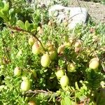 Vaccinium macrocarpon Фрукт