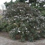 Rhododendron fulvum Habitus