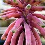 Veltheimia capensis