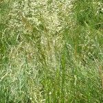 Trisetum flavescens Агульны выгляд