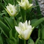 Tulipa gesneriana Õis