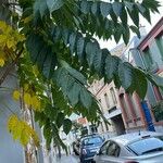 Ailanthus altissimaপাতা