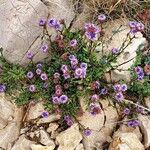 Globularia arabica