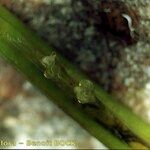 Zostera marina Outro