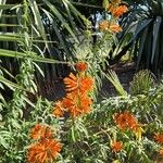 Leonotis leonurus Blüte