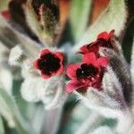 Cynoglossum cheirifolium Kukka