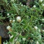 Trifolium alexandrinum Цвят