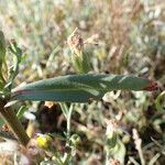 Tripolium pannonicum Leaf