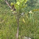 Caryota mitisFlower