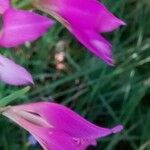 Gladiolus italicus Цвят