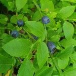 Vaccinium myrtillusПлод