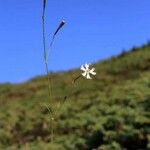Silene waldsteinii Flor