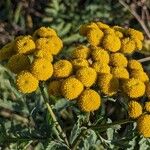 Tanacetum vulgare Kvet